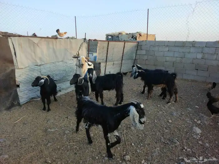 معزا دفيع ومضاريع للبيع 0