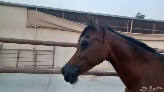 فرس واهو مستورده 0