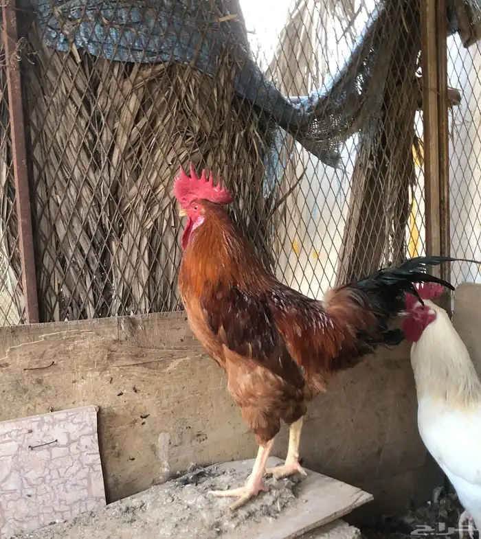 ثلاث ديك تركي 3