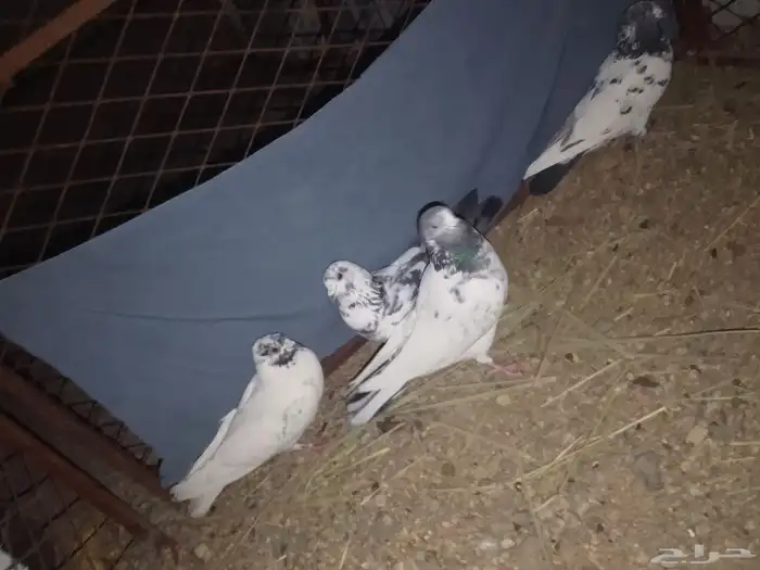 حمام البيع 0