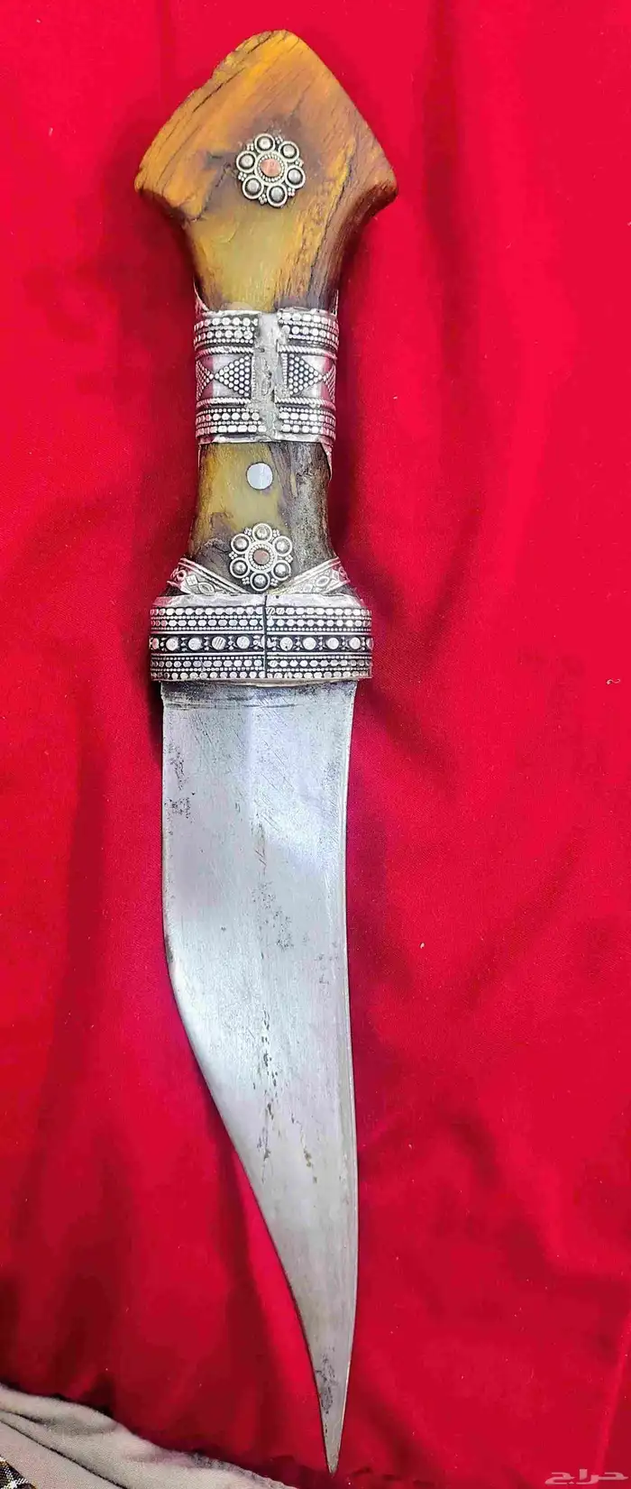 جنبيه شبريه 2