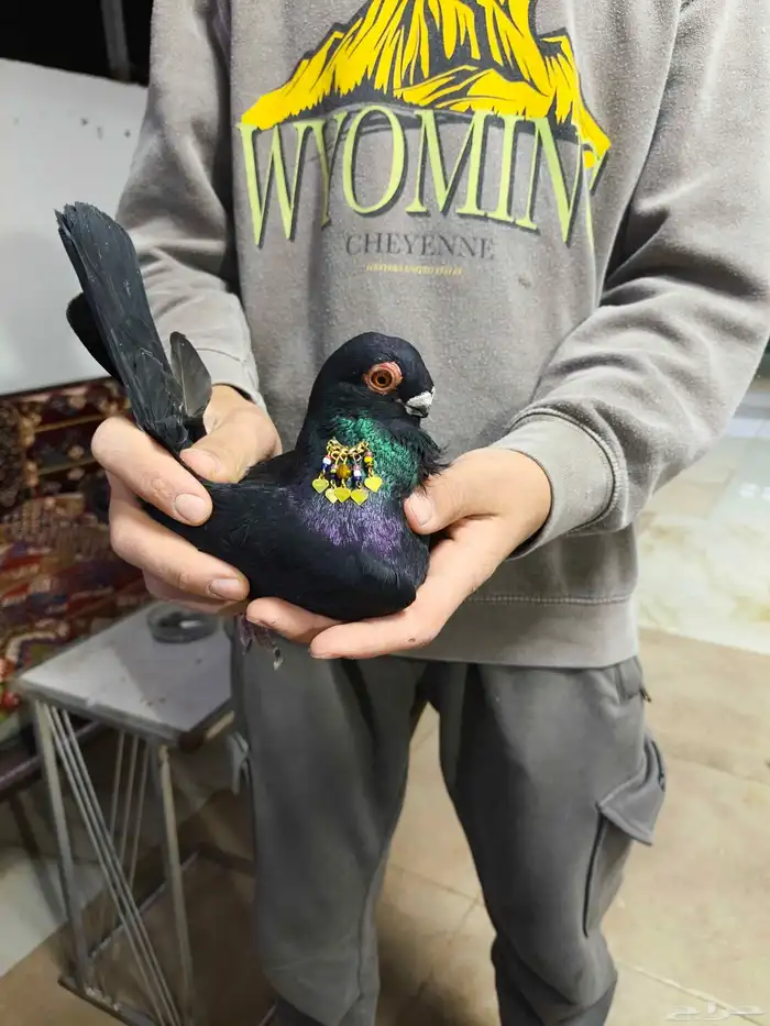 حمام شامي التواصل على الواتساب 6