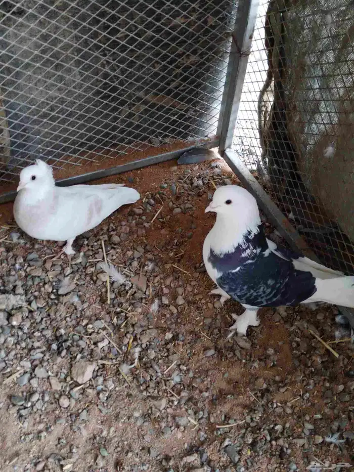 السلام عليكم حمام منتج قطيفي و سراجي و هزازي ملك فانتيل 0