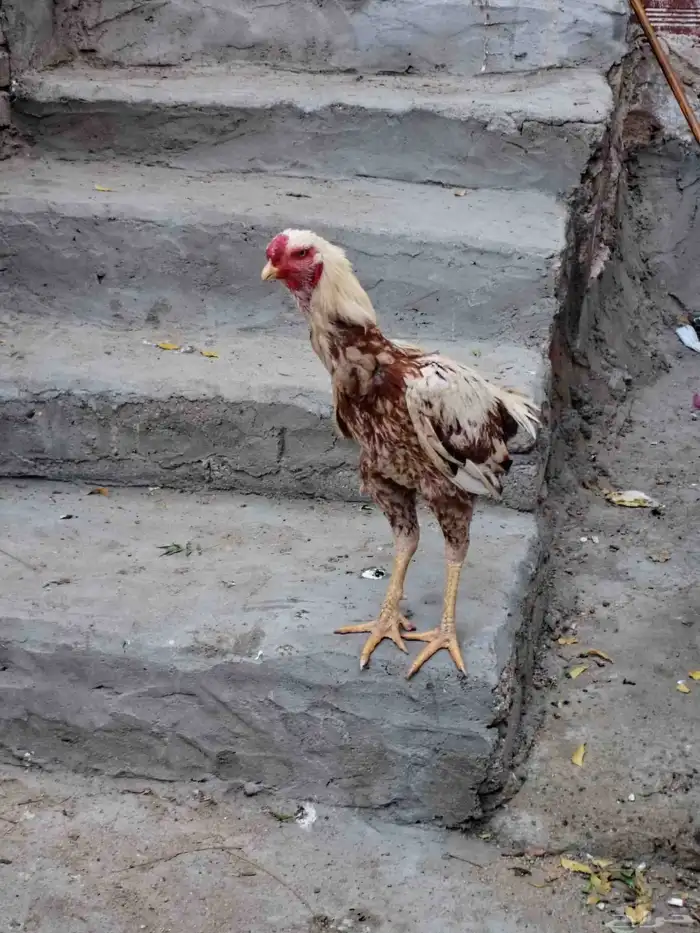 للبيع ديك فارسي 0