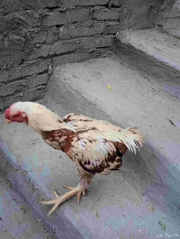 للبيع ديك فارسي 1