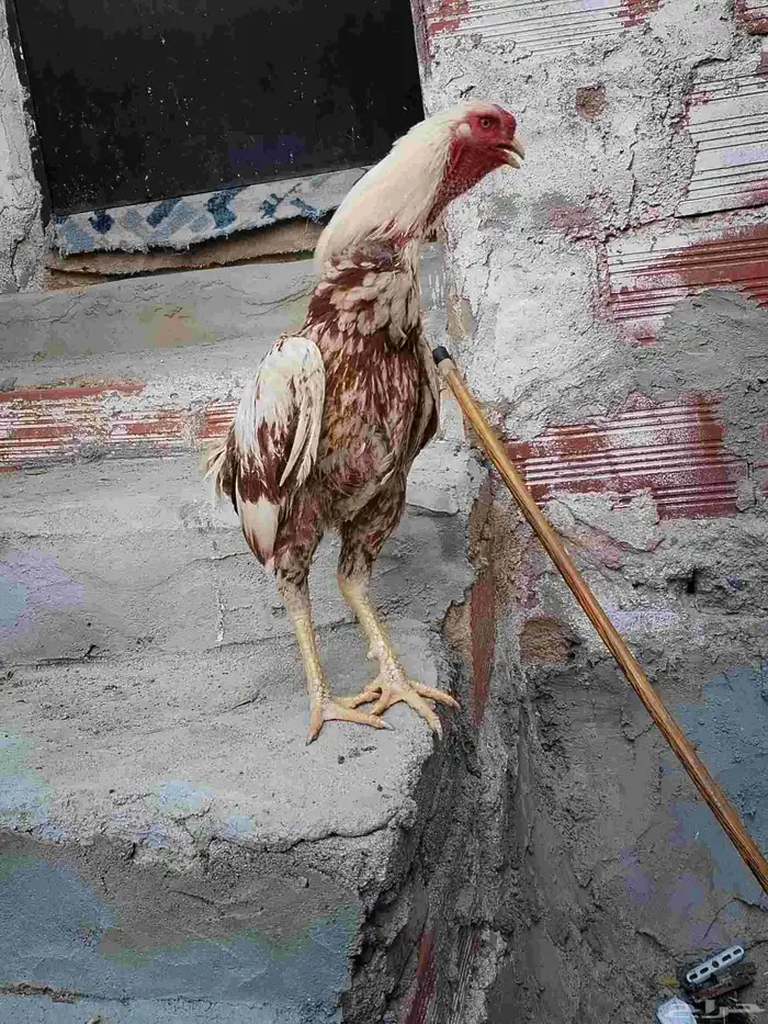 للبيع ديك فارسي 3