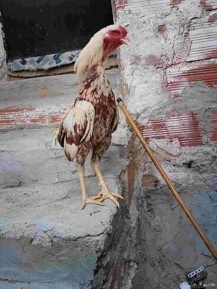 للبيع ديك فارسي 2