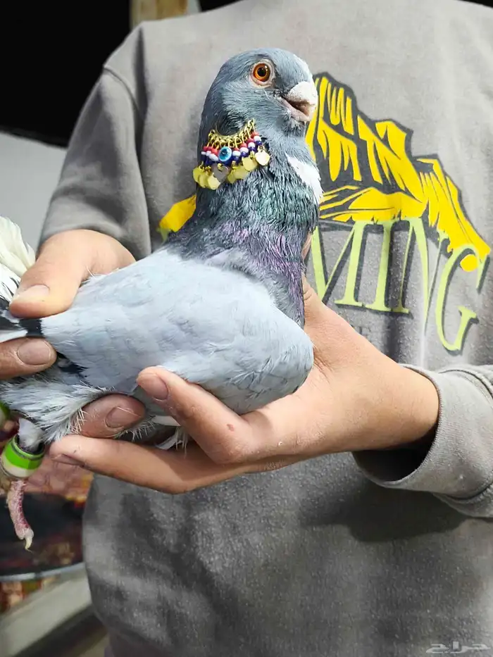 حمام شامي التواصل على الواتساب 0