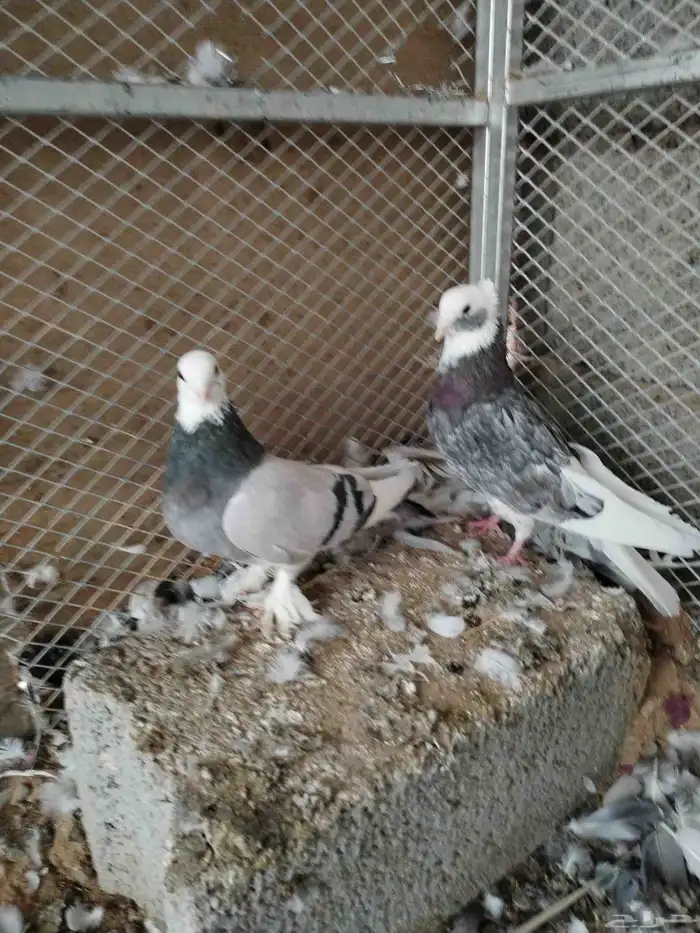 السلام عليكم حمام منتج قطيفي و سراجي و هزازي ملك فانتيل 1