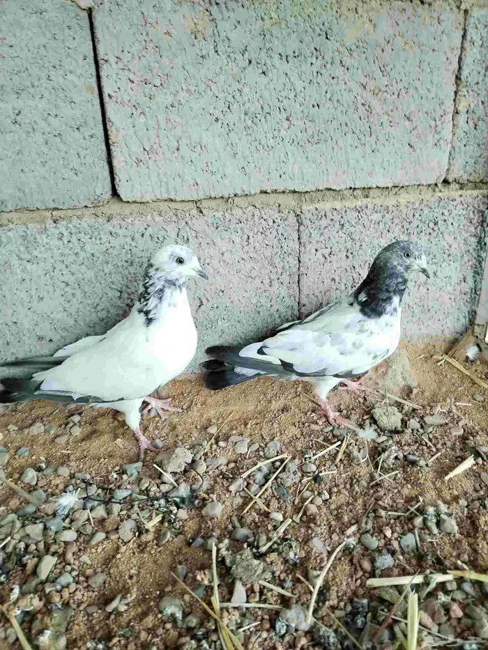 السلام عليكم حمام منتج قطيفي و سراجي و هزازي ملك فانتيل 3