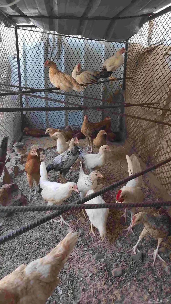 دجاج عمر شهرين 0