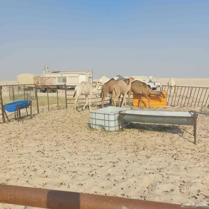 كرفانات وابل للبيع 2