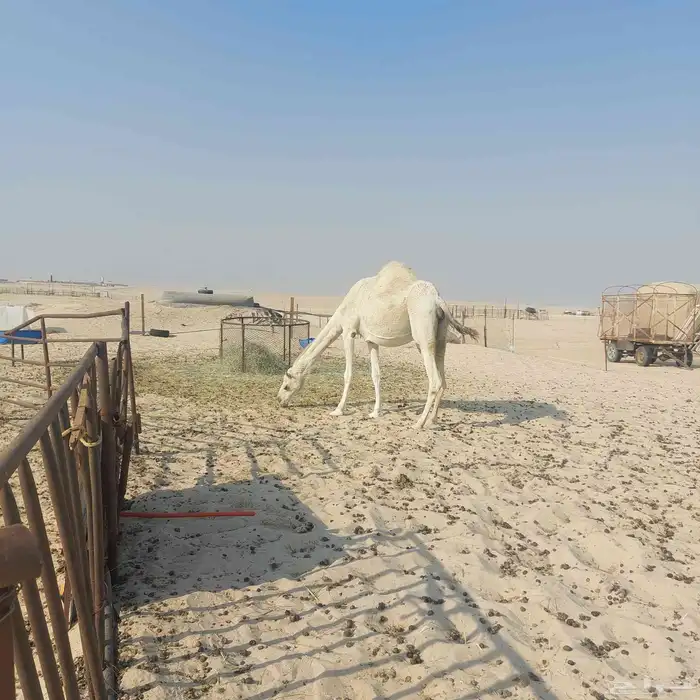 كرفانات وابل للبيع 3