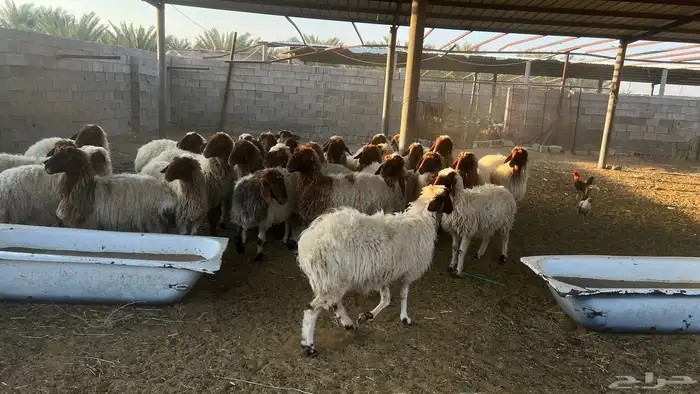 غنم نعيم دفيع ومضاريع 0