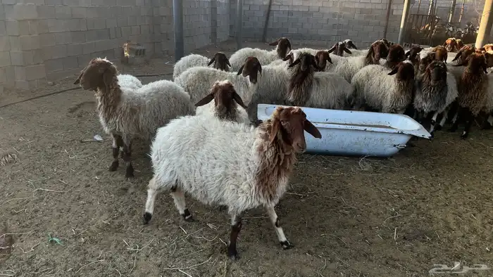 غنم نعيم دفيع ومضاريع 4