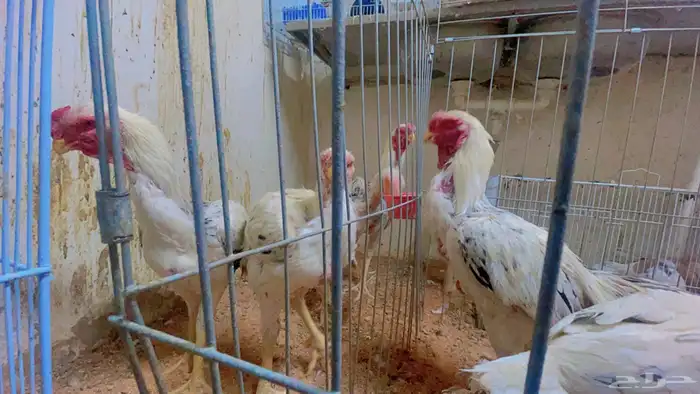 دجاج فارسي حجازي 0