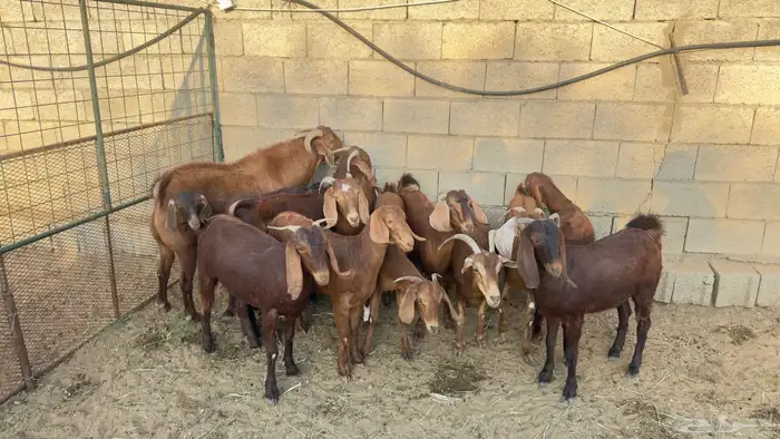 معزا صغار سن 0