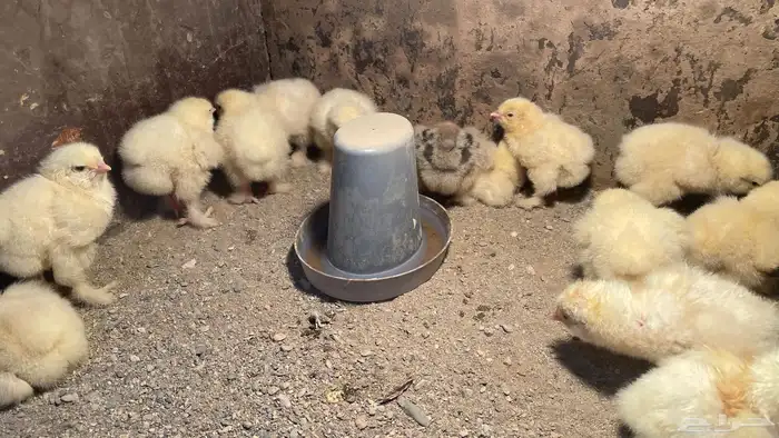 فقاسة عون المربي استخدمين فقط اقبل بدال ف فقاسه يدوي اكبر 6