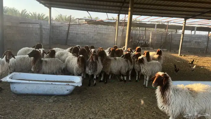 غنم نعيم دفيع ومضاريع 3