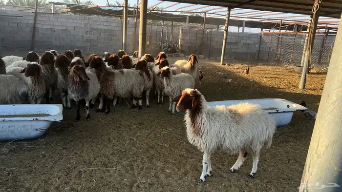 غنم نعيم دفيع ومضاريع 2