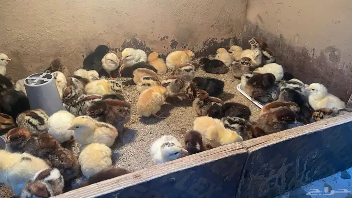 فقاسة عون المربي استخدمين فقط اقبل بدال ف فقاسه يدوي اكبر 7