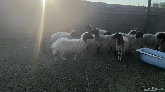 غنم نعيم دفيع ومضاريع 1