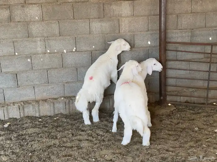 طليان ذبايح 4