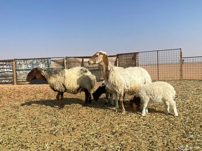 غنم نعيم موليد 0