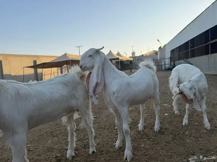 جفار برص للبيع 0