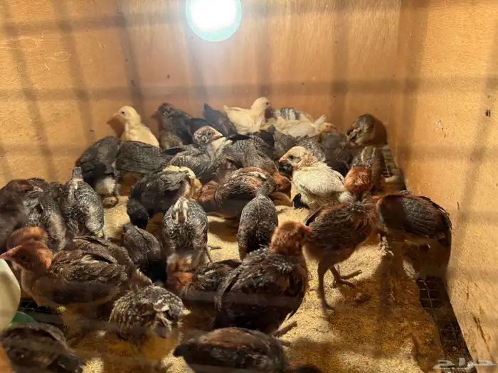 يتوفر صوص فيومي للبيع 1