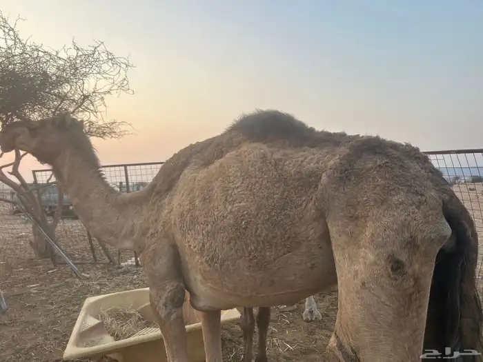 ابل حيل العدد ثلاث 0