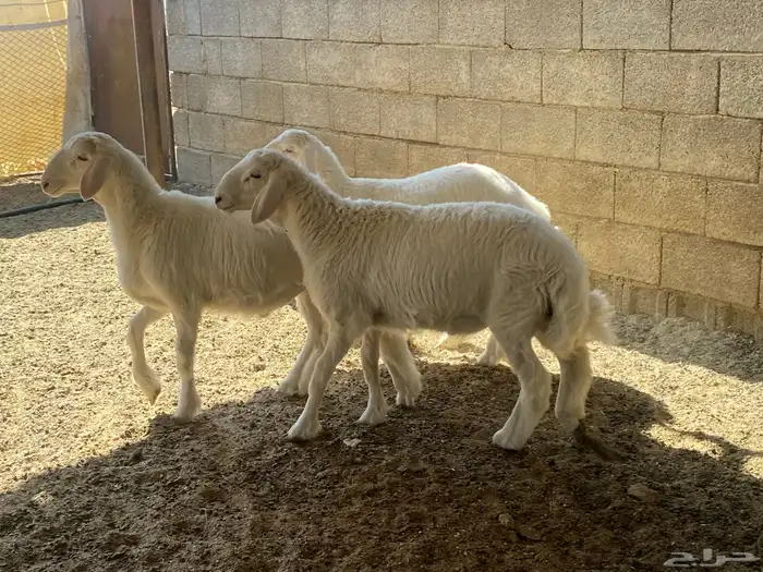 طليان ذبايح 12