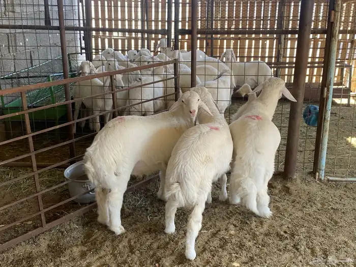 طليان ذبايح 0