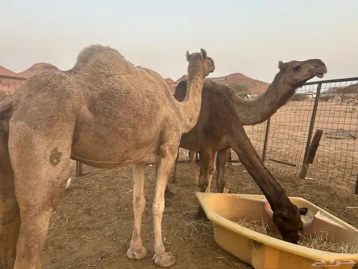 ابل حيل العدد ثلاث 2