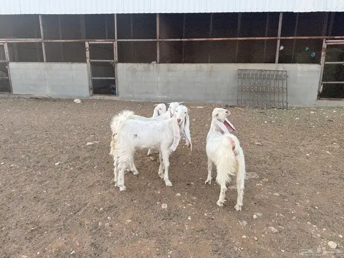 جفار برص للبيع 2