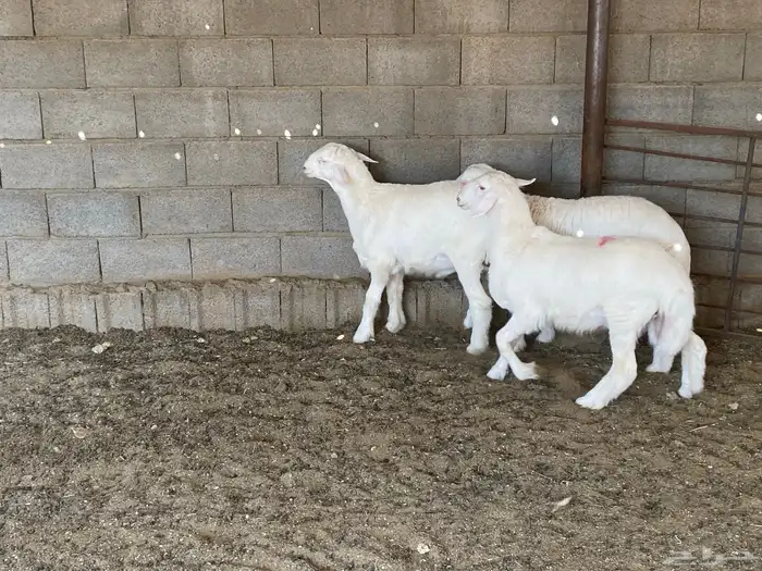 طليان ذبايح 5