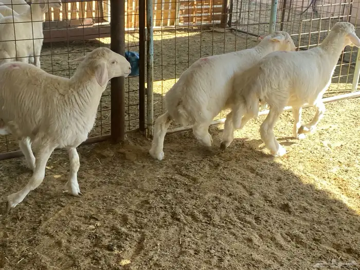 طليان ذبايح 10