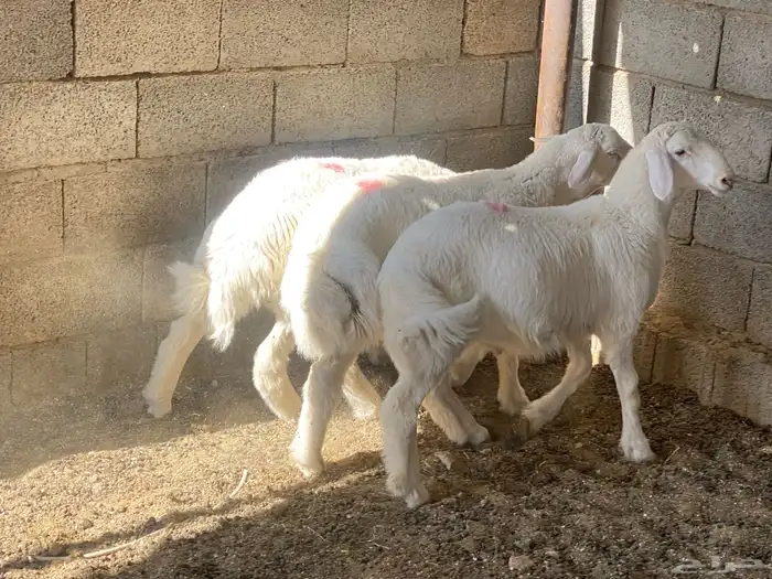 طليان ذبايح 7