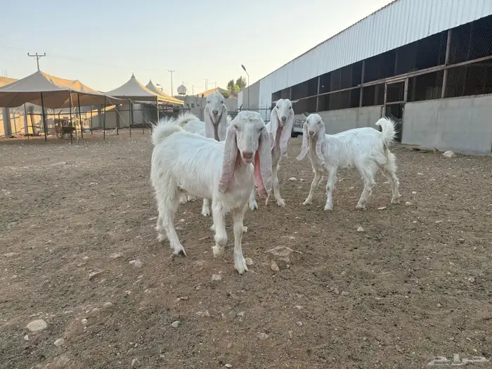 جفار برص للبيع 3