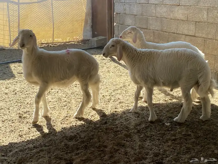 طليان ذبايح 11