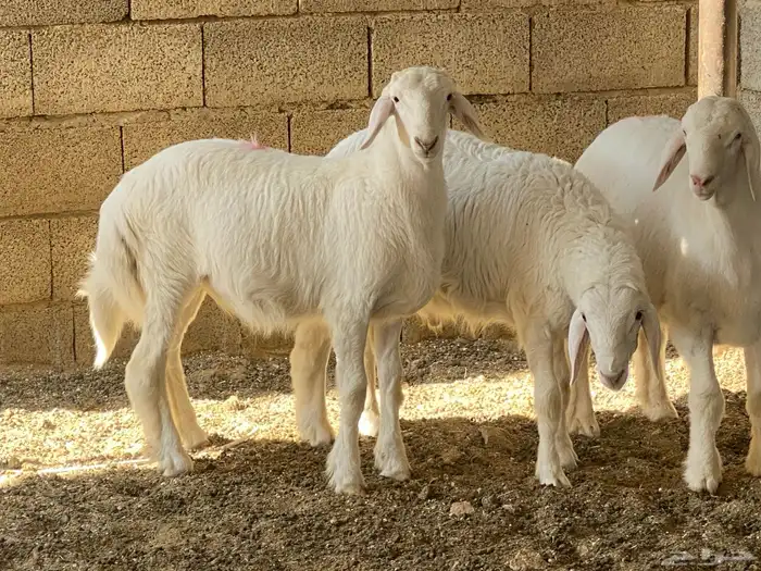 طليان ذبايح 15