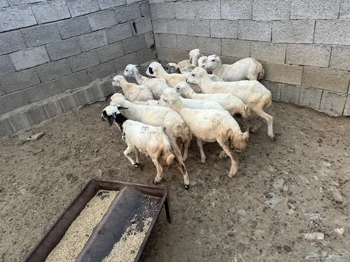 رخال رفيديه العدد 15 راس 0