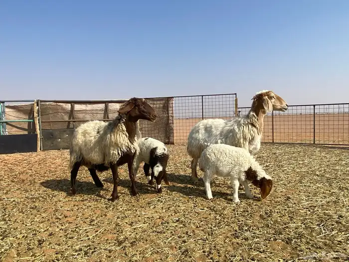 غنم نعيم موليد 1