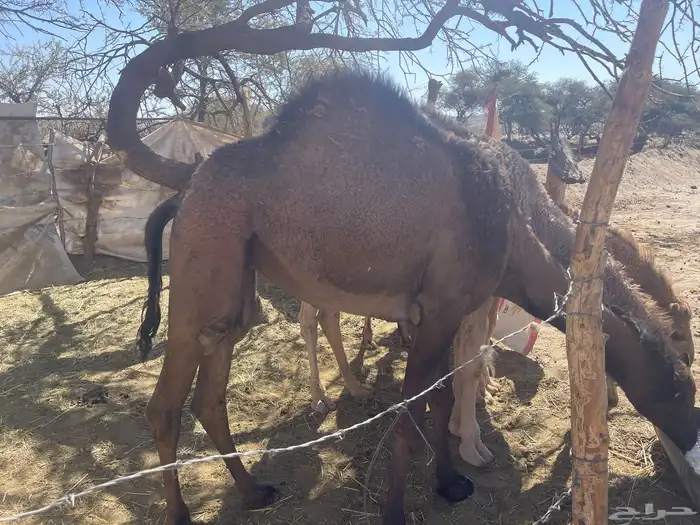 بكرتين مفاريد 0