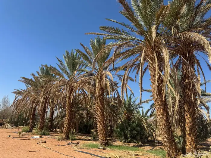 مزرعه للبيع 1