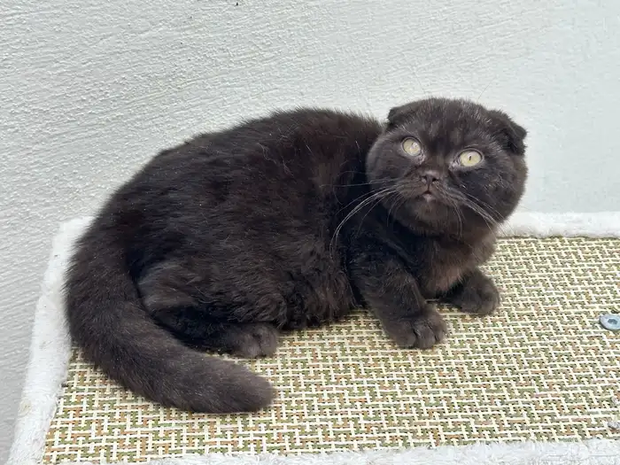 ذكر فولد سينمون 1