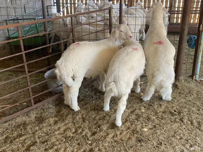 طليان ذبايح 1