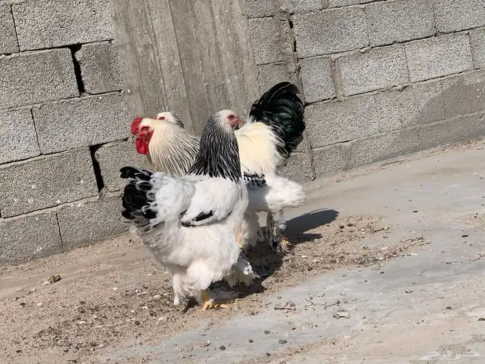 دجاج براهما دمه صافي 7