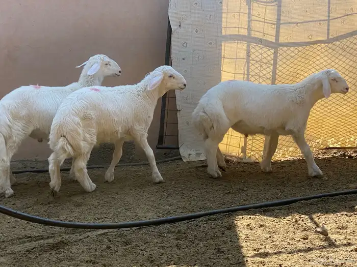 طليان ذبايح 8