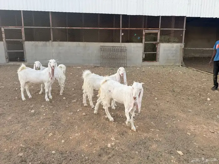 جفار برص للبيع 5